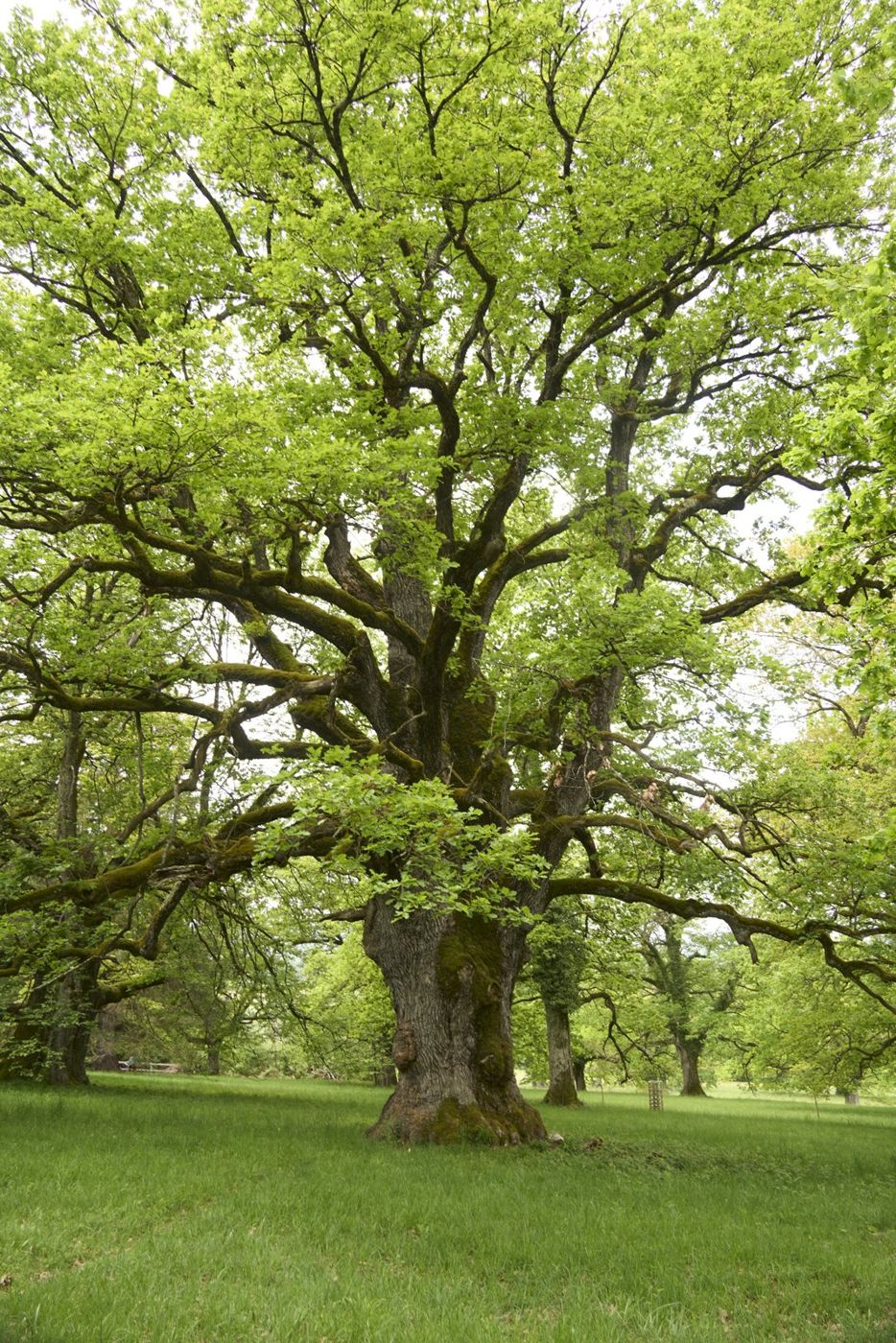 Large mature tree with spreading limbs and fresh green leaves