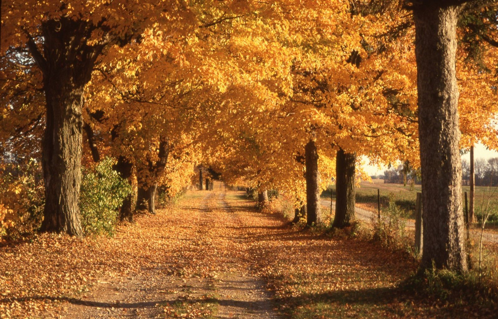 Golden autumn trees line an unpaved country lane