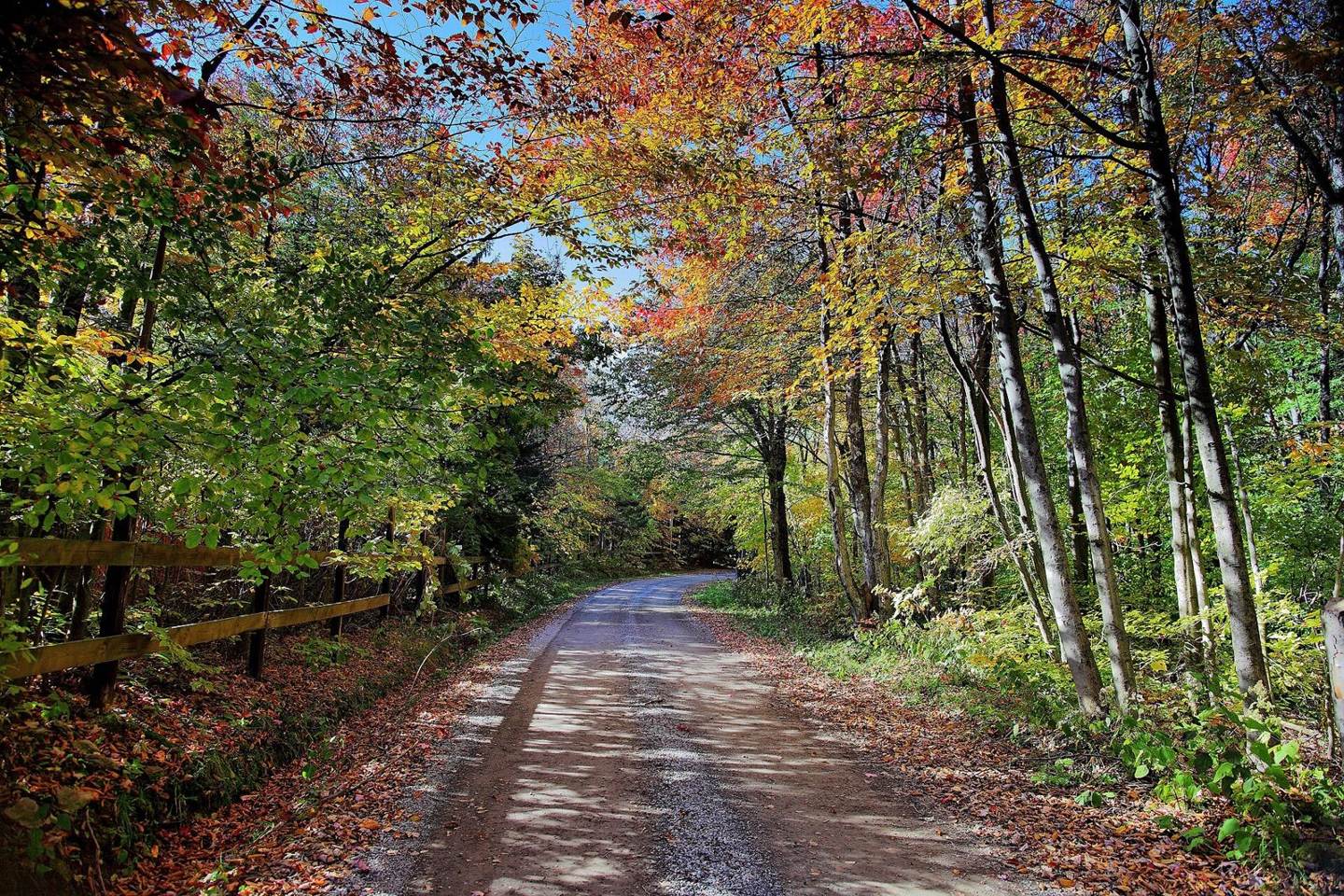 Autumn trees over a quiet gravel lane beside a wooden fence