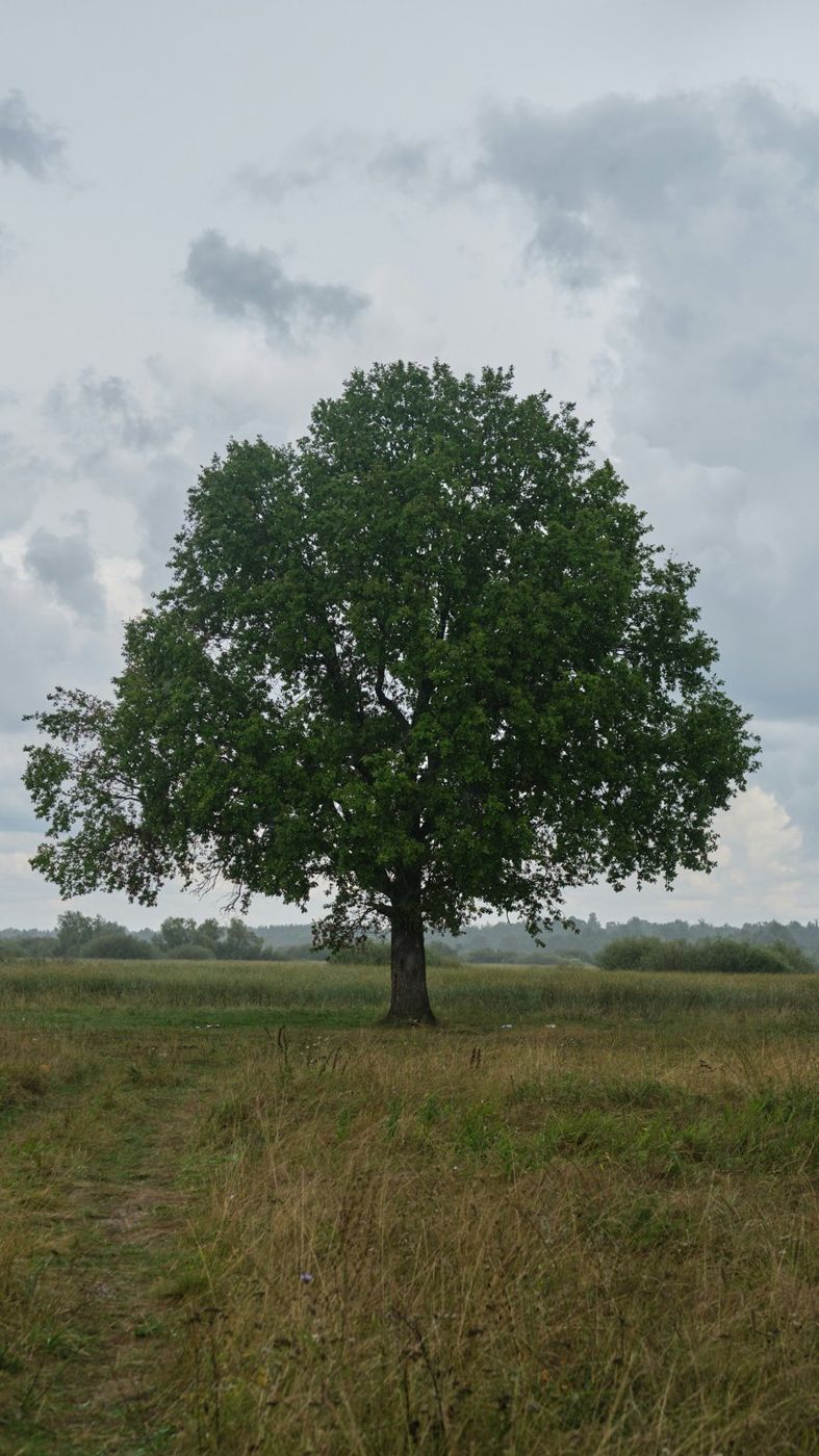 Solitary leafy tree in a field under a gray sky