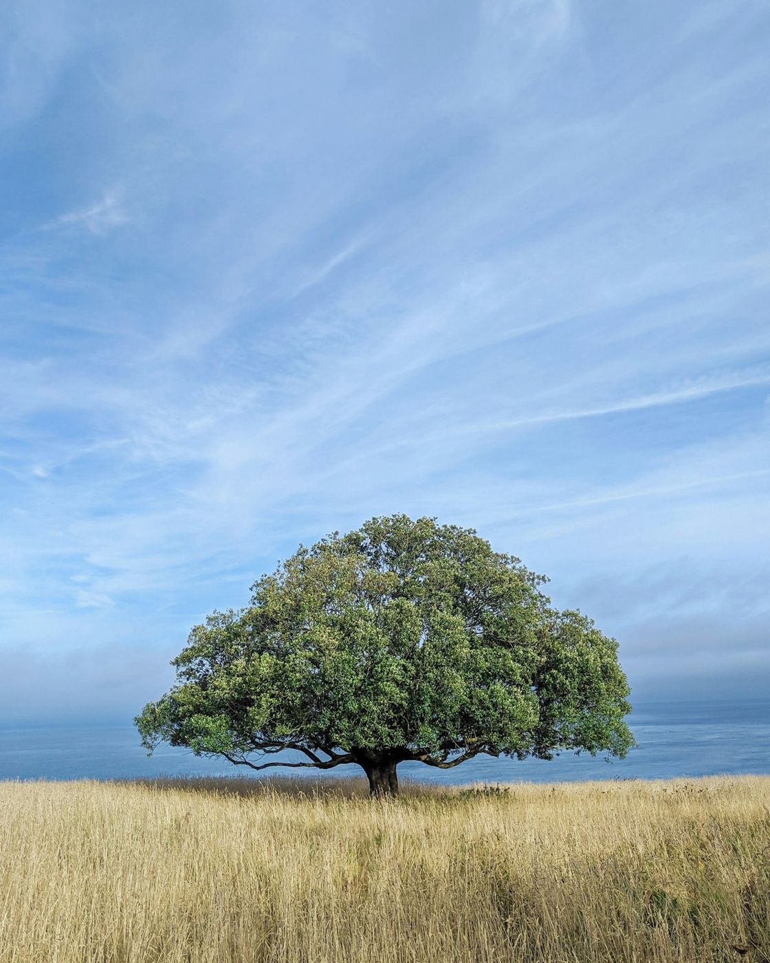 Broad spreading tree in open grassland
