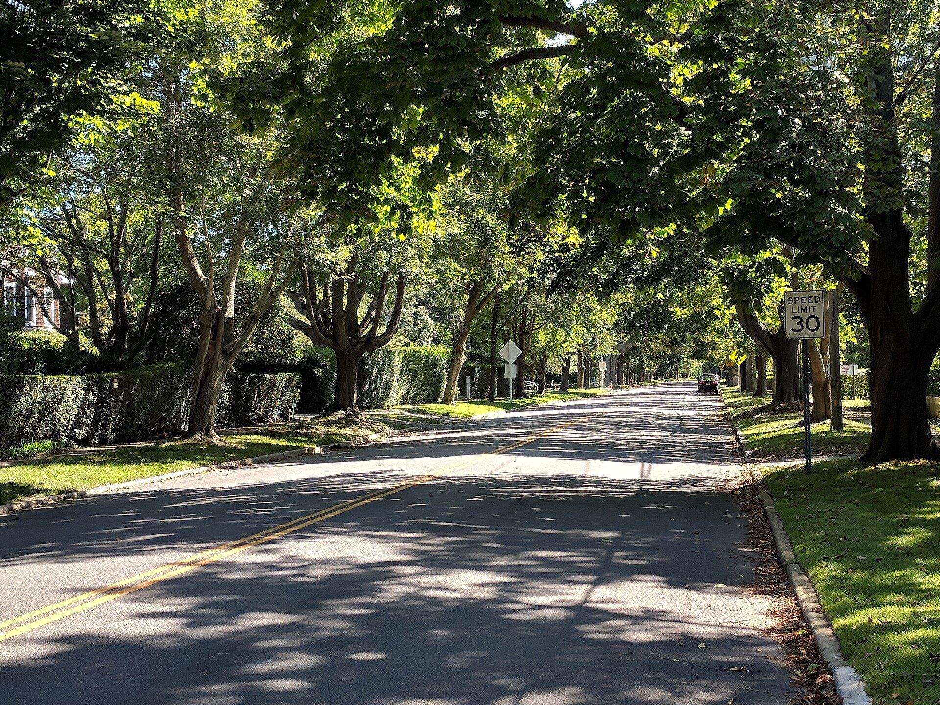 Tree canopies arch over a quiet street in East Hampton