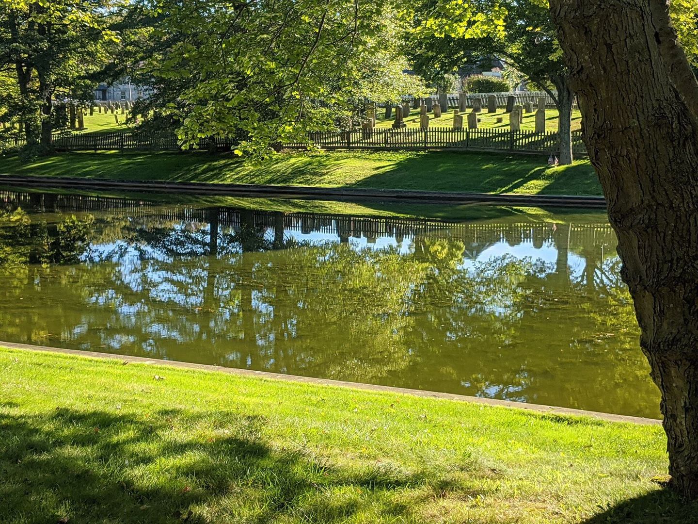 Mature trees beside the village pond in East Hampton