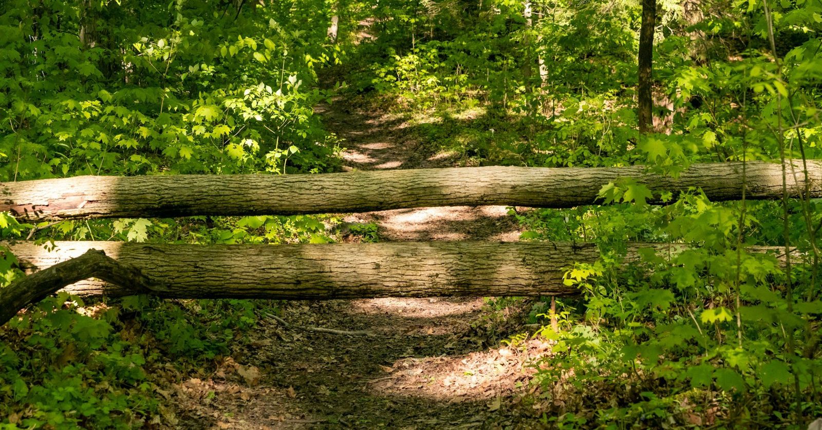 Two fallen tree trunks blocking a woodland trail