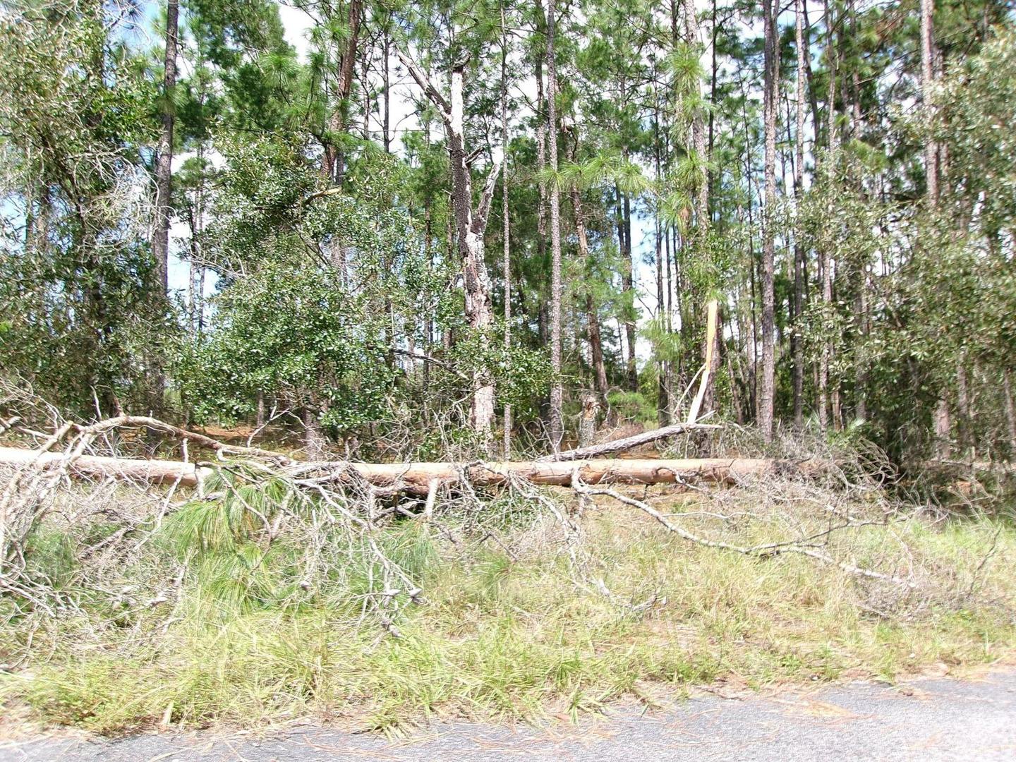 Fallen pine and branches along the edge of a wooded lot