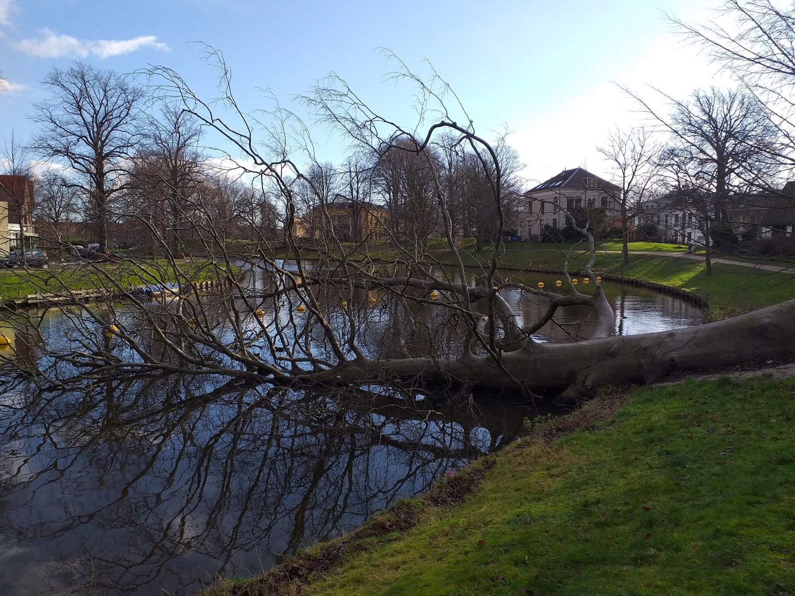 Fallen tree across the grass beside a canal