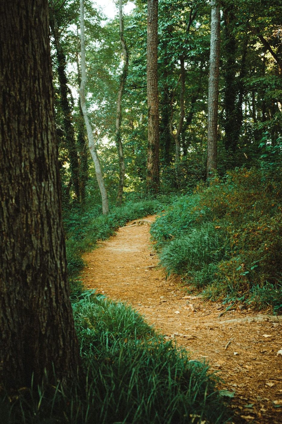 Narrow footpath through a green forest