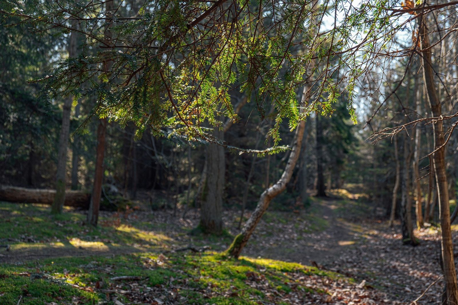 Sandy woodland path beside a leaning tree