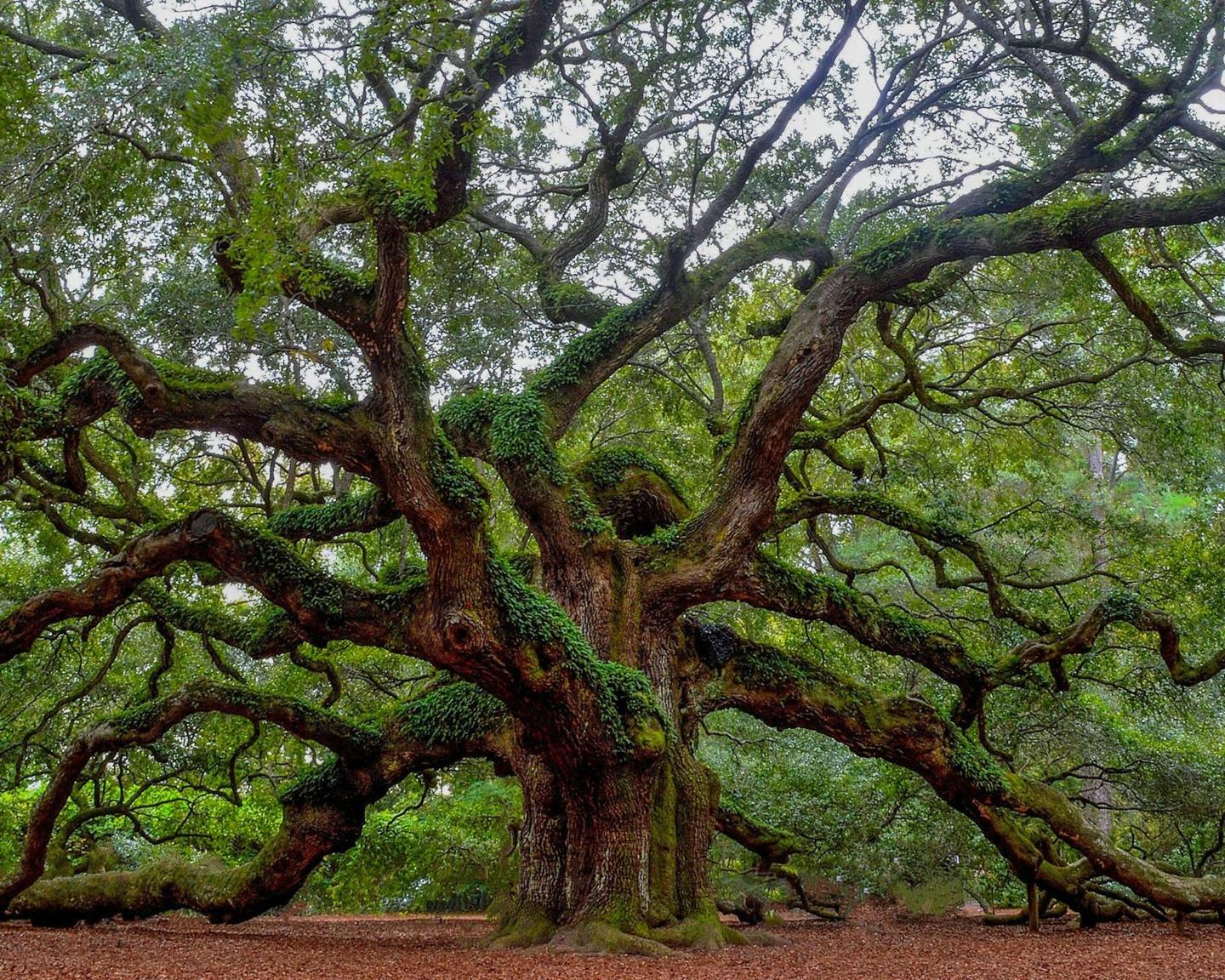 Thick, twisting tree limbs spreading above the ground