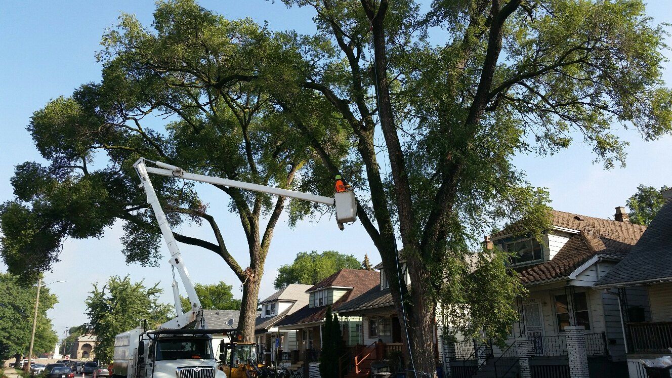 Tree removal equipment beside a mature residential tree