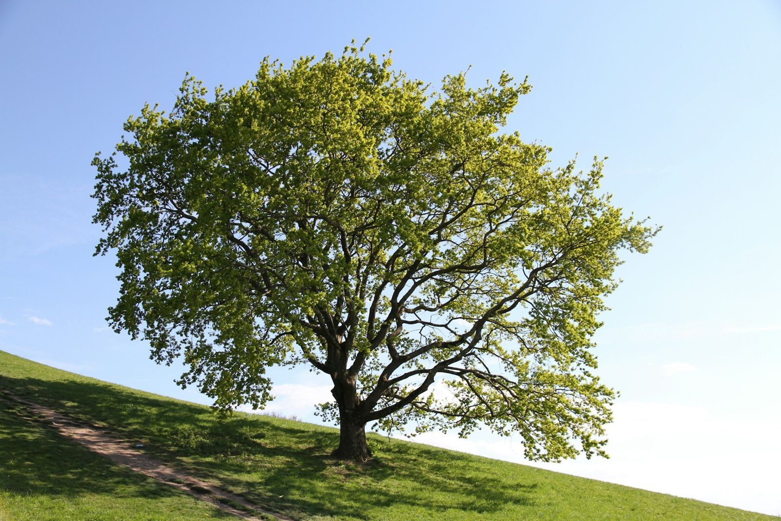 Leafy tree on a grassy slope beneath a pale blue sky