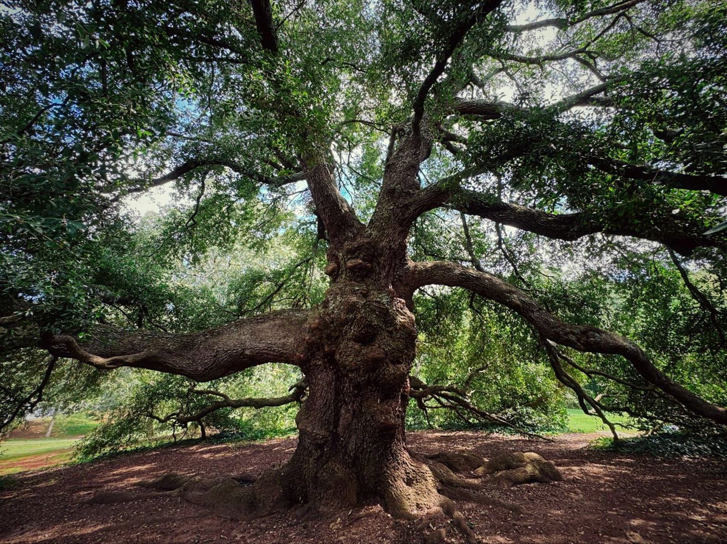 Large spreading tree with low branches in a wooded setting