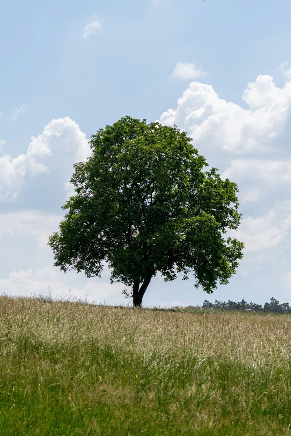 Solitary tree rising above meadow grass
