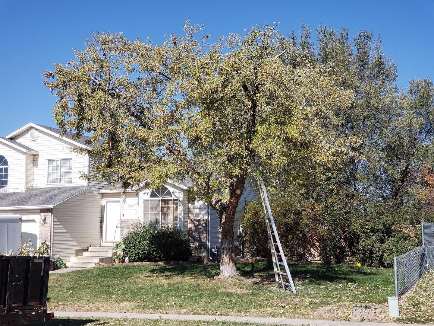 Pruned tree beside a residential building