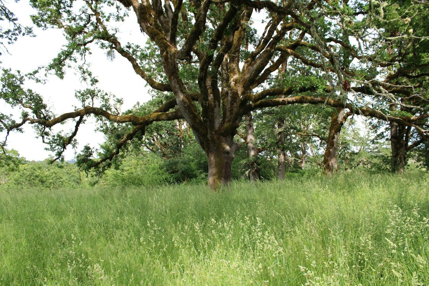 Broad old tree spreading above tall green meadow grass