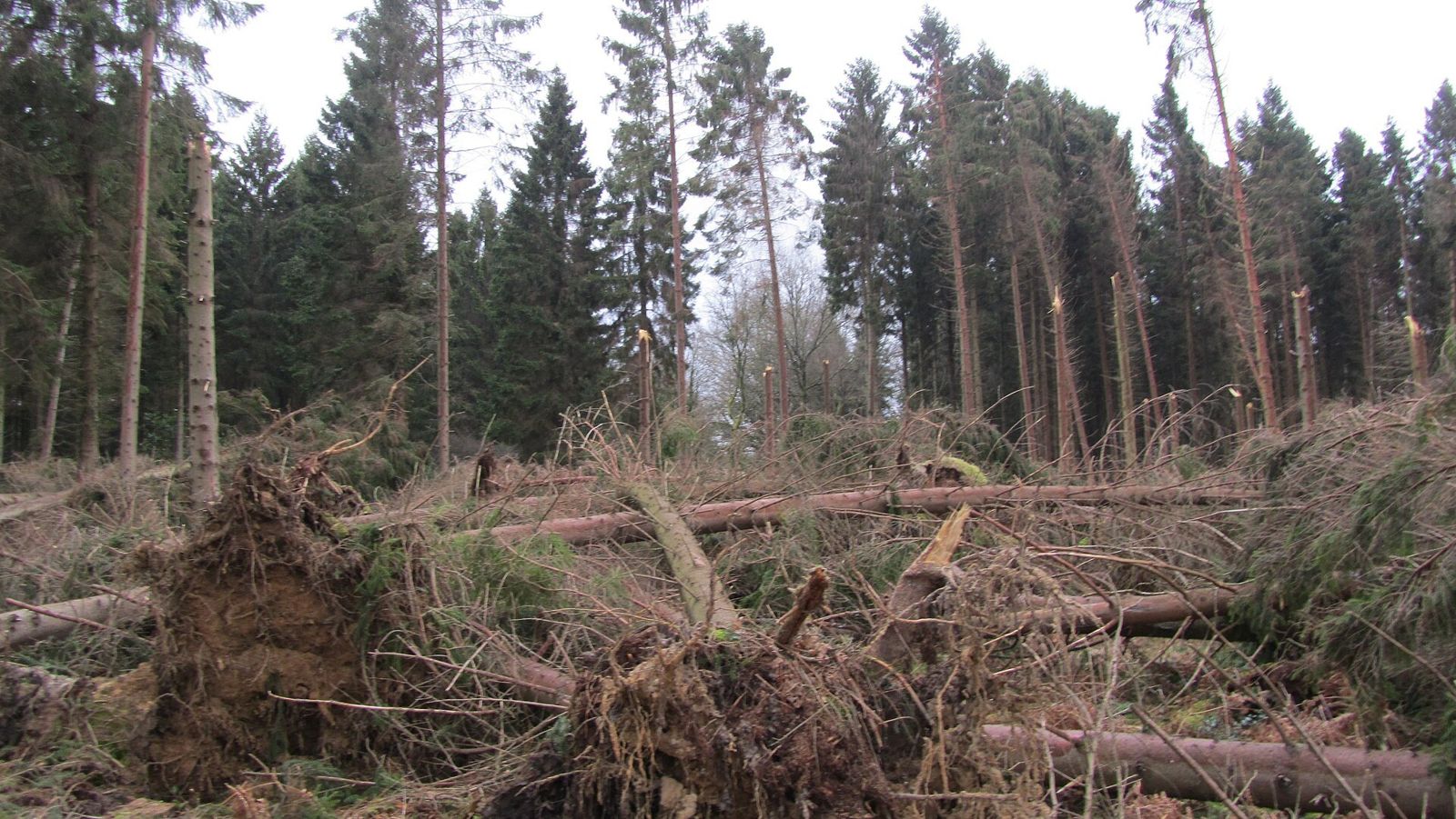 Broken and fallen trees after a storm
