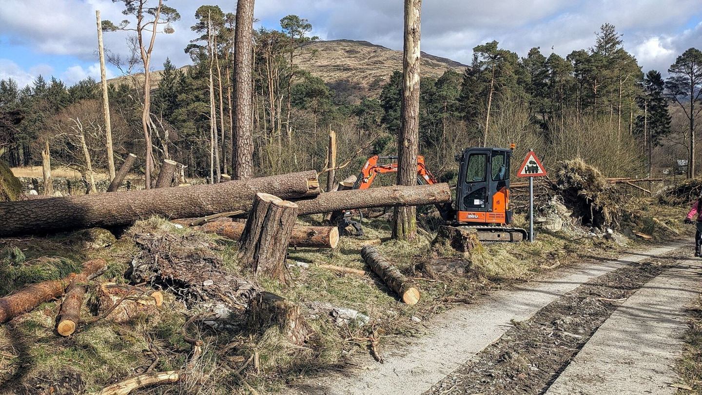 Fallen trunks and uprooted trees beside a road