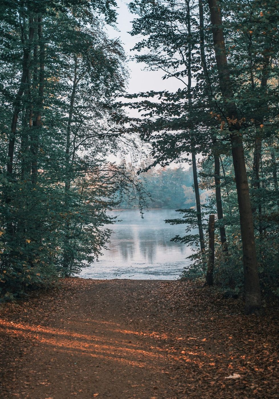 Woodland path leading toward a quiet lake