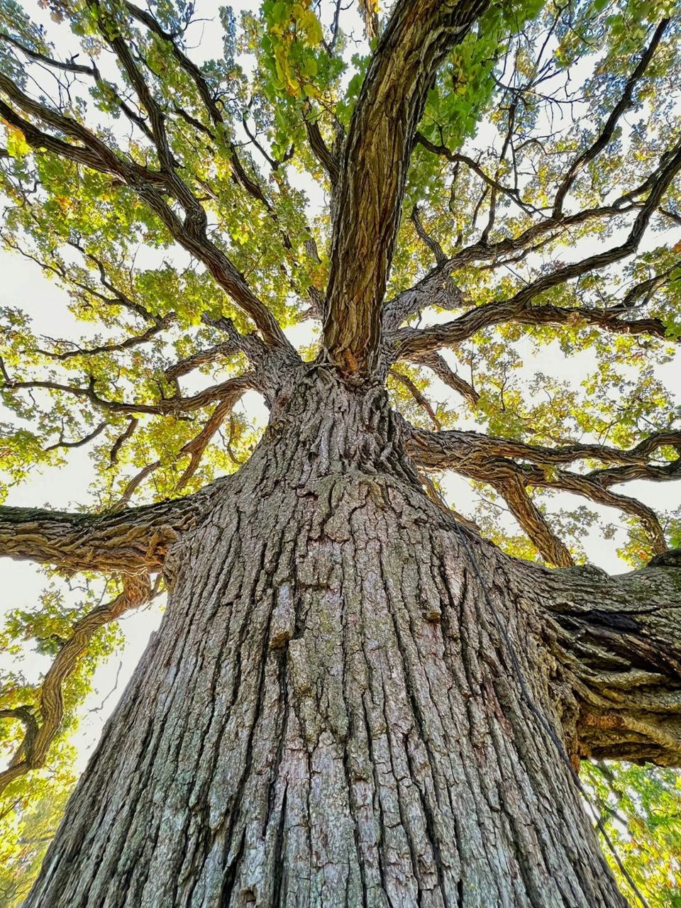 View up a ridged tree trunk into its branching canopy