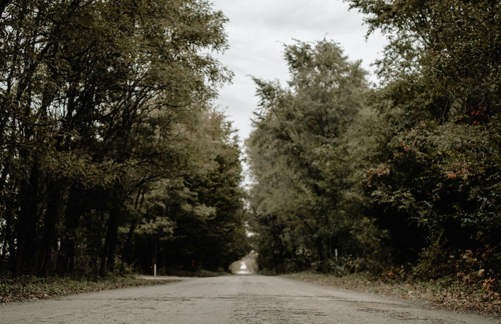Tree-lined country road beneath dense green canopies