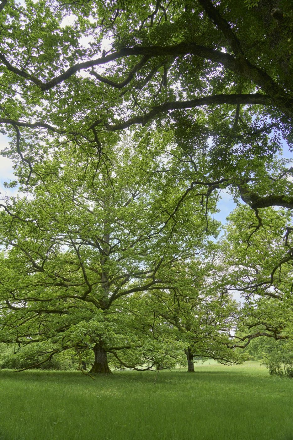 Large leafy tree with a wide canopy over green grass