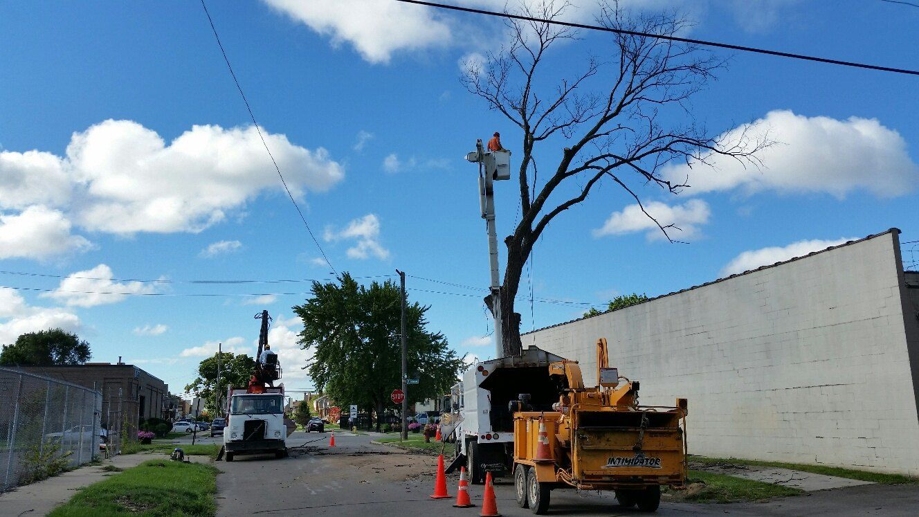 Tree work beside a low commercial building