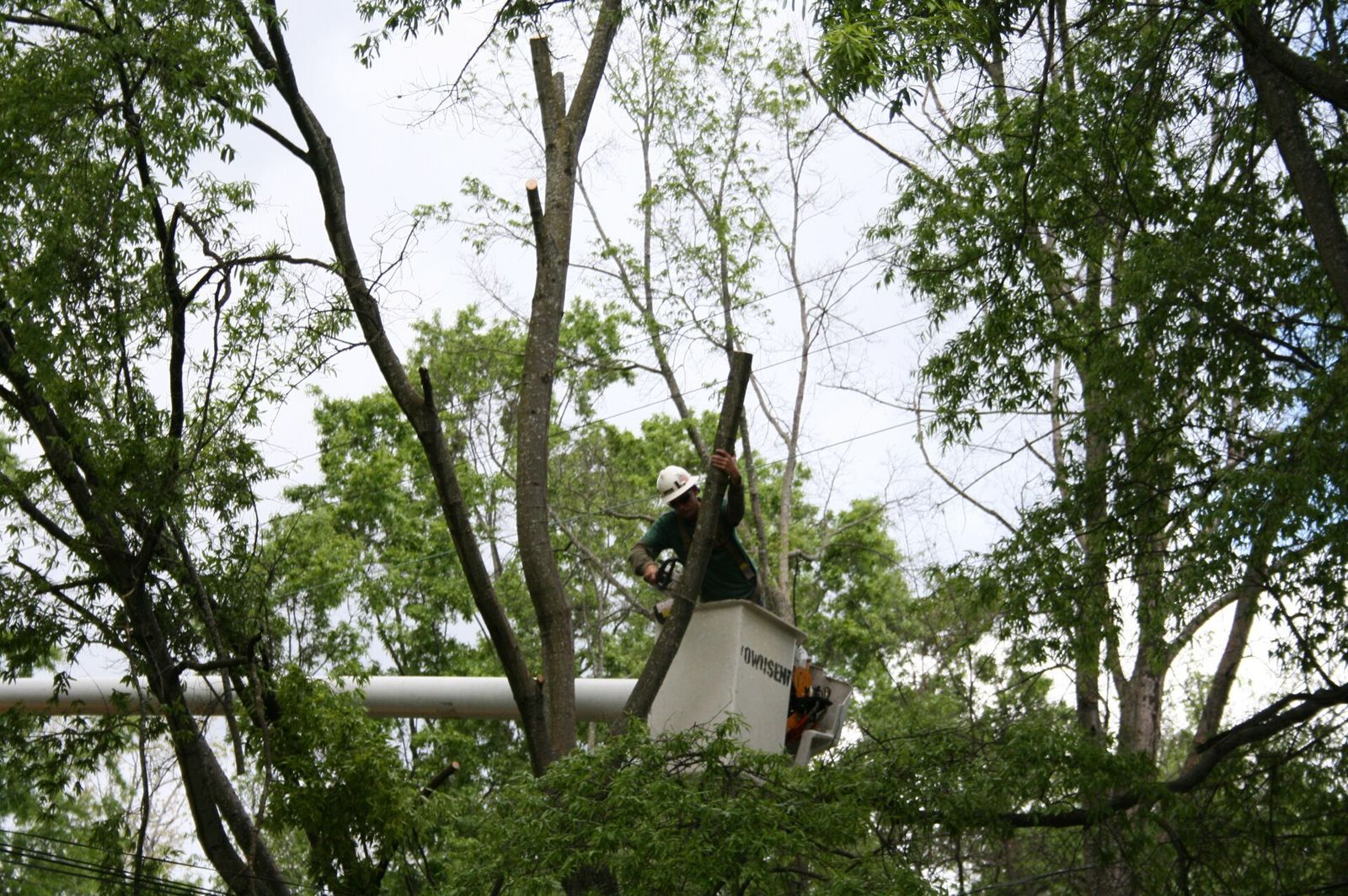 Tree trimming beside a house surrounded by mature trees