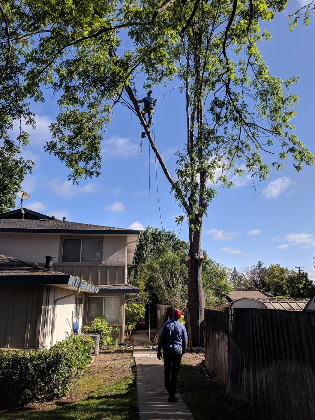 Tree worker beside a tall tree near a fence and house