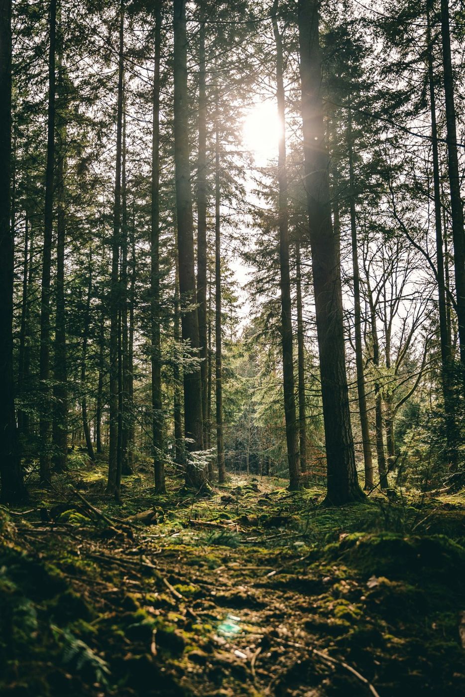 Sunlight reaching the ground between tall forest trees