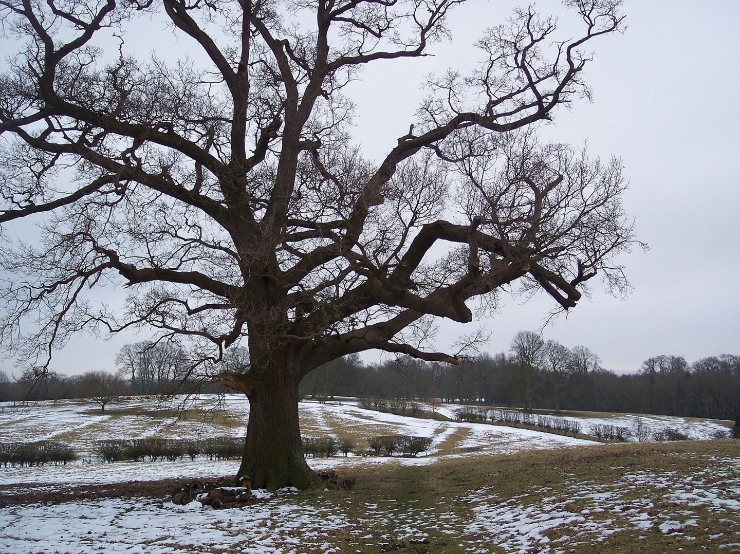 Wide branches of a mature oak in a winter field