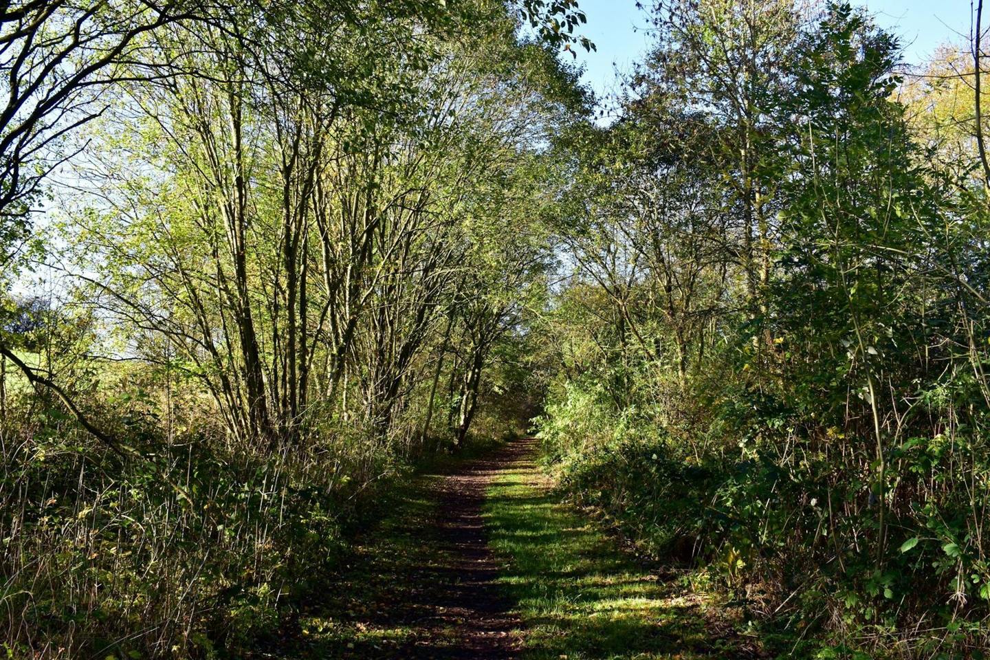Path between dense trees and undergrowth