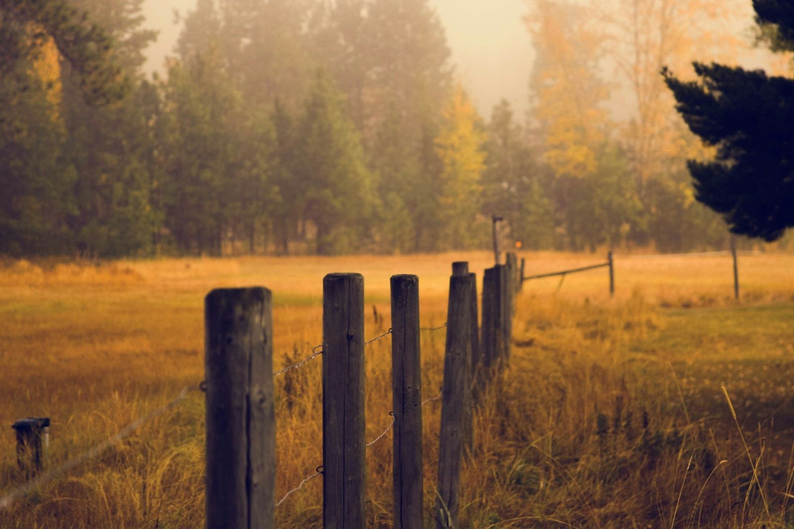 Weathered wooden fence posts beside trees in golden light
