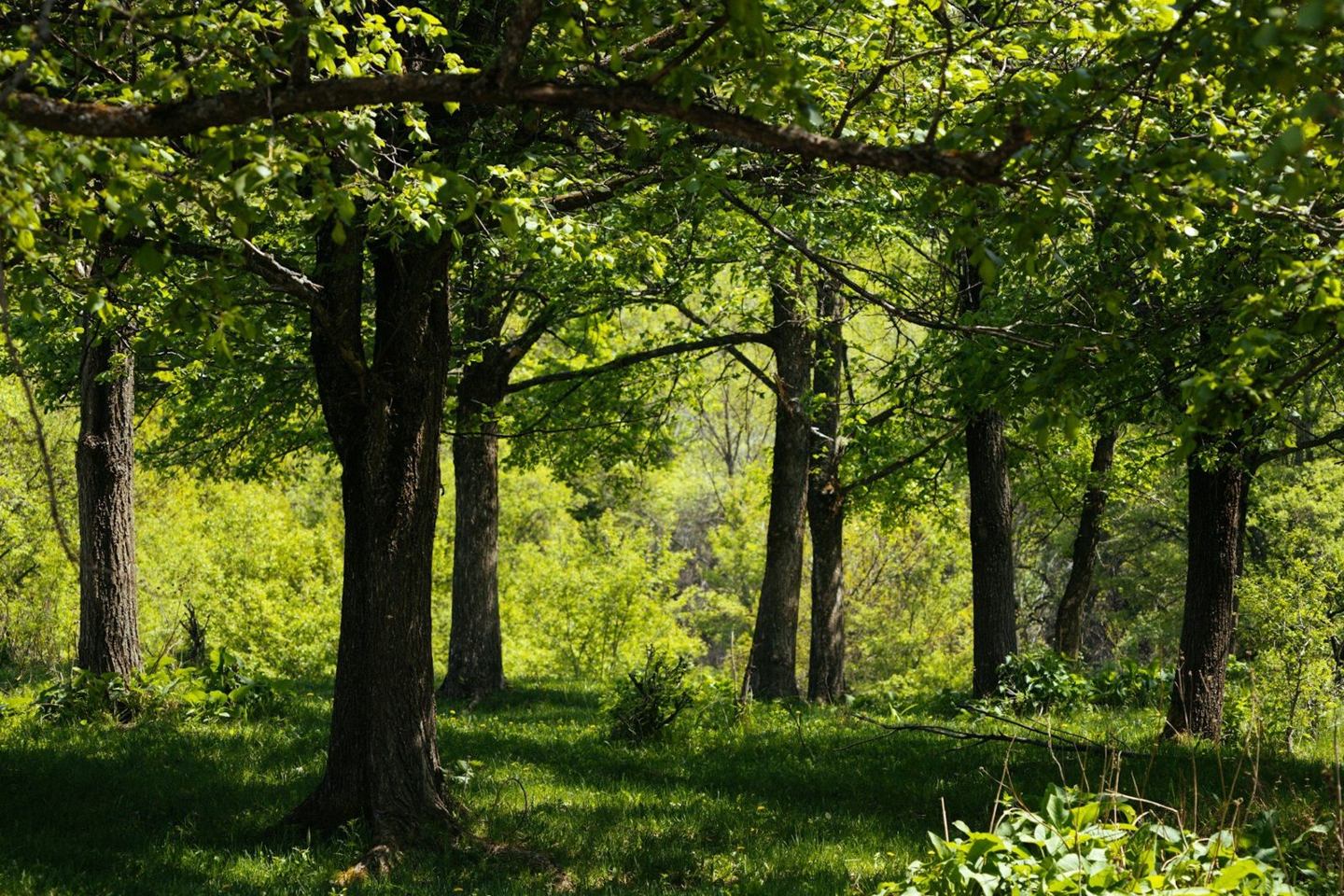 Sunlit green woodland with low vegetation beneath trees