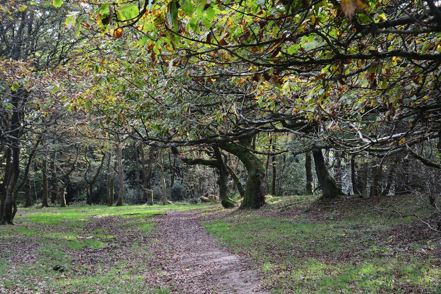 Woodland path beneath a low leafy canopy