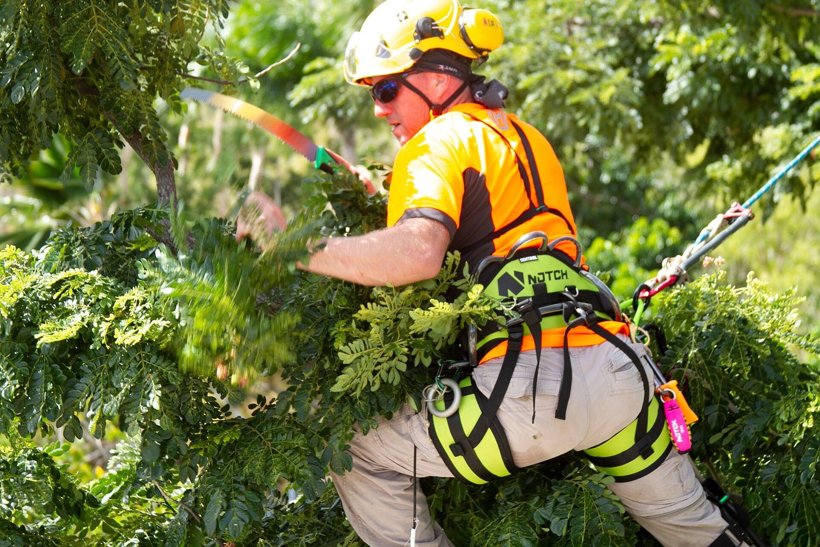 Worker in a harness pruning leafy tree branches